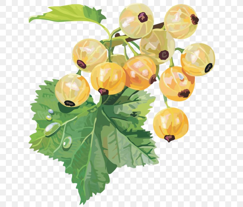 Gooseberry Redcurrant Blackcurrant White Currant, PNG, 635x699px, Gooseberry, Berry, Bilberry, Blackcurrant, Branch Download Free