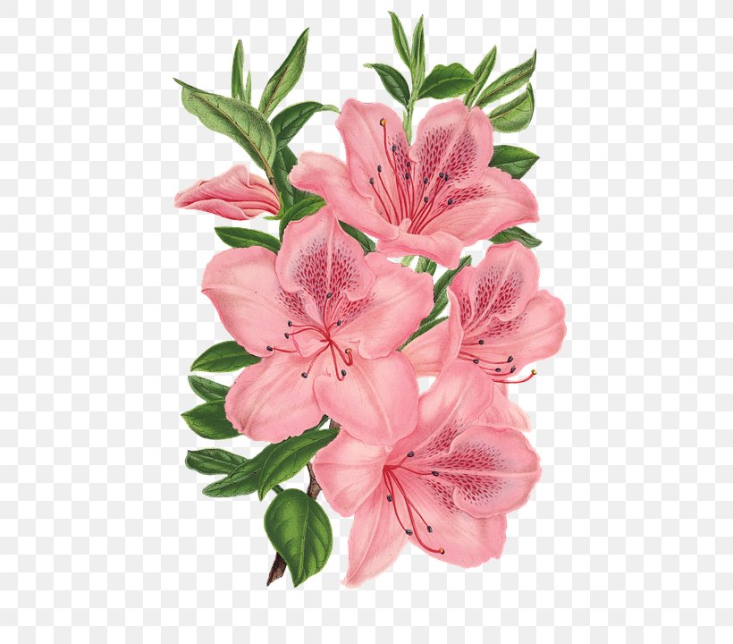 Pink Bunch Drawing Pink Flowers, PNG, 478x720px, Drawing, Alstroemeriaceae, Azalea, Cut Flowers, Floral Design Download Free