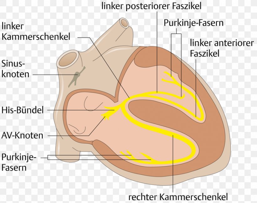 Electrical Conduction System Of The Heart Saltatory Conduction Anatomy Bundle Of His, PNG, 910x718px, Watercolor, Cartoon, Flower, Frame, Heart Download Free