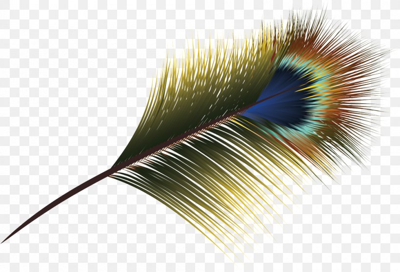 Feather Asiatic Peafowl, PNG, 1000x682px, Feather, Asiatic Peafowl, Drawing, Eyelash, Peafowl Download Free