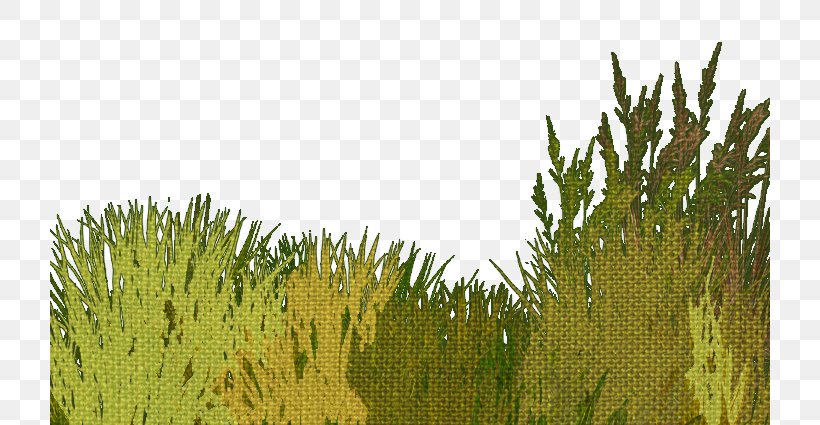 Green Grass, PNG, 720x425px, Jpeg Network Graphics, Biome, Commodity, Crop, Ecosystem Download Free