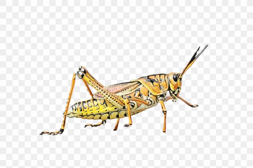 Insect Locust Grasshopper Cricket-like Insect Pest, PNG, 2448x1632px, Watercolor, Cricket, Cricketlike Insect, Grasshopper, Insect Download Free