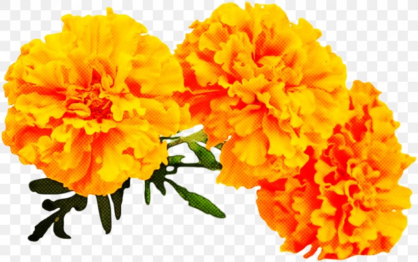 Orange, PNG, 903x566px, Tagetes, Cut Flowers, English Marigold, Flower, Orange Download Free