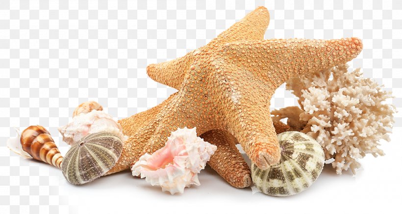 Shell Beach Seashell Image, PNG, 1000x535px, Beach, Animal Figure, Beach Resort, Dog Toy, Fawn Download Free