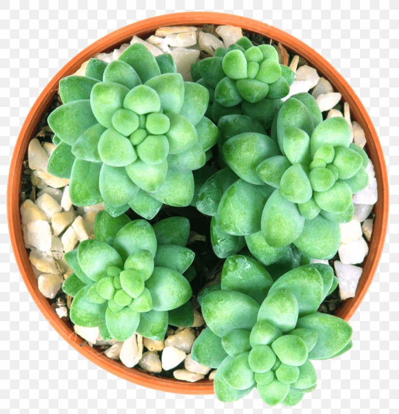 Stonecrop Sedum Morganianum Succulent Plant Cactaceae Royalty-free, PNG, 1000x1039px, Stonecrop, Adromischus, Cactaceae, Echeveria, Herb Download Free