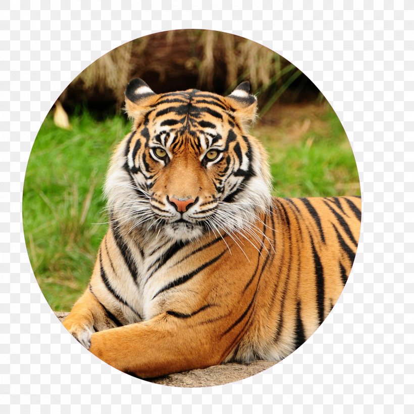 Sundarbans Bengal Tiger Sumatran Tiger Pittsburgh Zoo & PPG Aquarium, PNG, 1680x1679px, Sundarbans, Aquarium, Bengal Tiger, Big Cats, Black Tiger Download Free