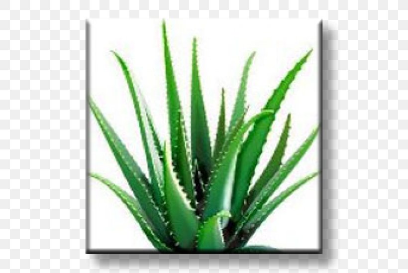 Aloe Vera Dietary Supplement Forever Living Products Health Skin, PNG, 600x548px, Aloe Vera, Agave, Agave Azul, Aloe, Aloes Download Free