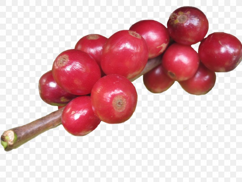 Arabica Coffee Espresso Mate Cranberry, PNG, 1600x1200px, Coffee, Antioxidant, Arabica Coffee, Berry, Cherry Download Free