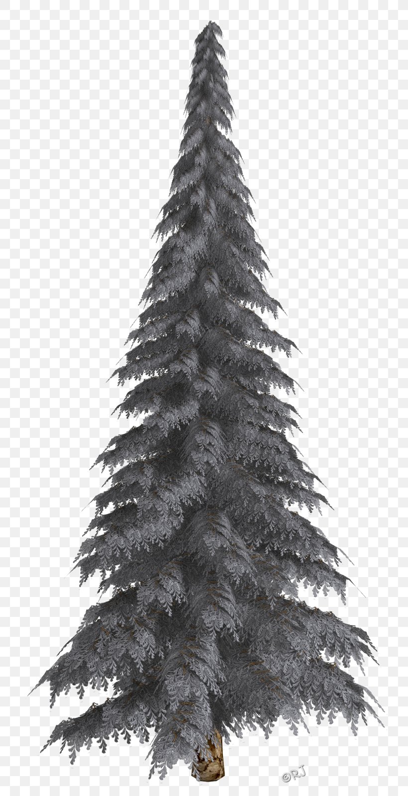 Fir Pine Christmas Tree Christmas Ornament, PNG, 780x1600px, Fir, Black And White, Blue Spruce, Christmas Day, Christmas Decoration Download Free