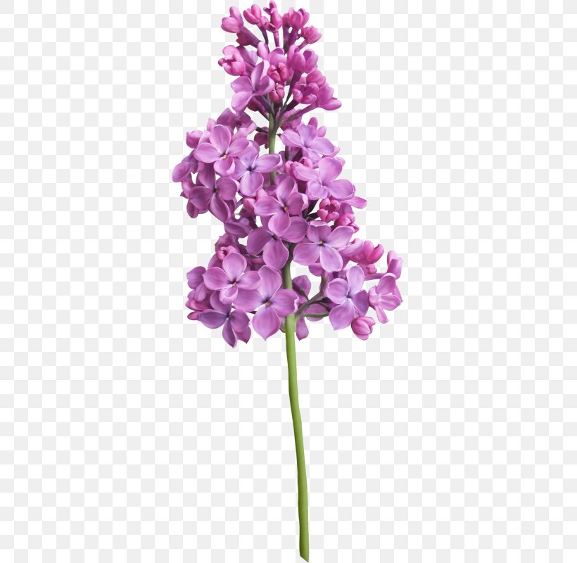Lilac Violet Purple Flower, PNG, 331x800px, Lilac, Cut Flowers, Flower, Flowering Plant, Herbaceous Plant Download Free