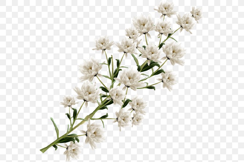 Flower White Clip Art, PNG, 555x546px, Flower, Black And White, Blossom, Branch, Color Download Free