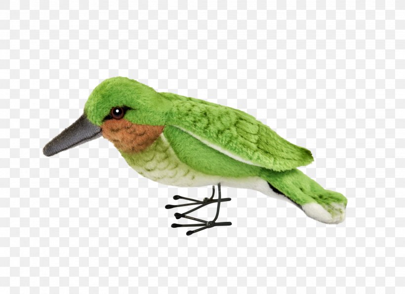 Hummingbird Beak Feather Fauna, PNG, 2048x1488px, Bird, Beak, Fauna, Feather, Hummingbird Download Free