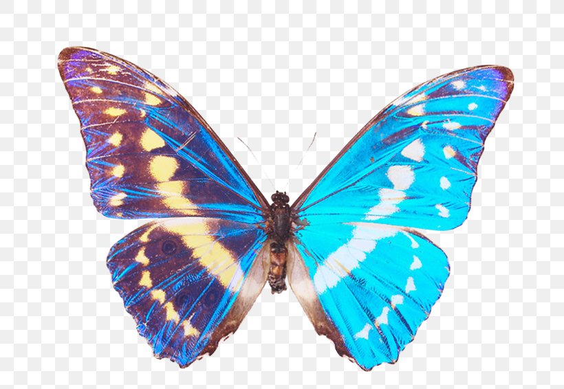 Monarch Butterfly Moth Gossamer-winged Butterflies Morpho, PNG, 700x566px, Monarch Butterfly, Art, Arthropod, Brush Footed Butterfly, Brushfooted Butterflies Download Free