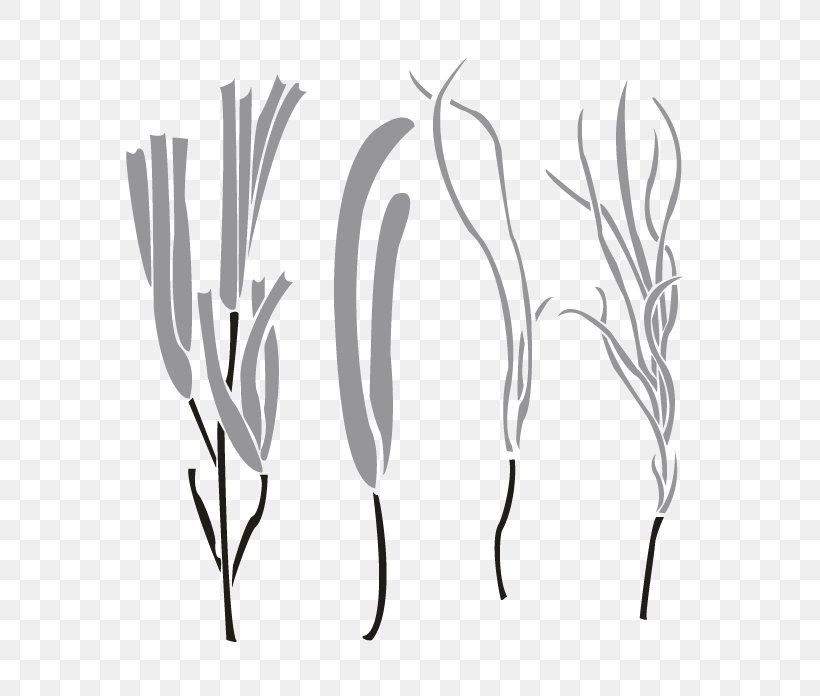Twig Plant Stem Grasses Leaf, PNG, 696x696px, Twig, Black And White, Branch, Family, Flora Download Free