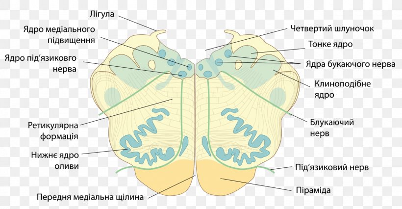 Butterfly Medulla Oblongata Spinal Cord Agy Brain, PNG, 1280x666px, Watercolor, Cartoon, Flower, Frame, Heart Download Free