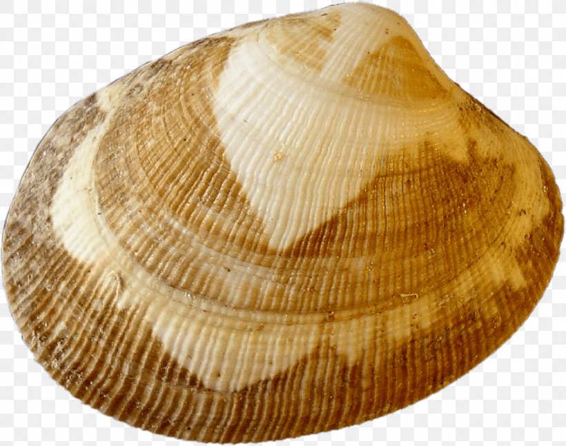 Cockle Clam Venerupis Philippinarum Ilwaco Landing Columbia River, PNG, 1092x862px, Cockle, Clam, Clams Oysters Mussels And Scallops, Columbia River, Fisherman Download Free