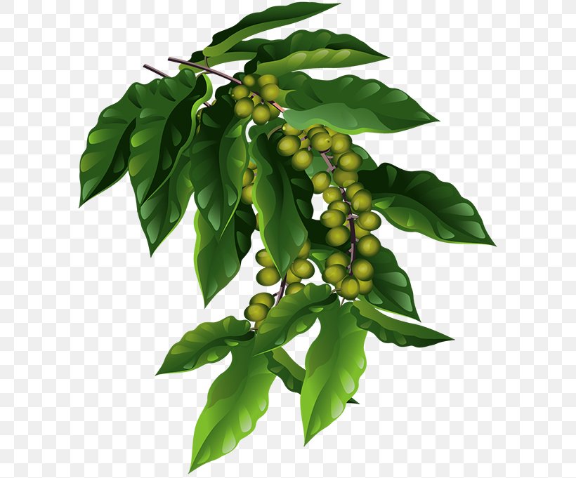 Coffee Fruit Berry Ripening Cherry, PNG, 600x681px, Coffee, Berry