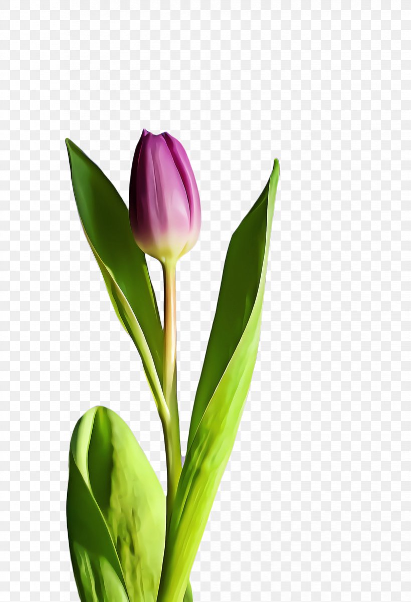 Flowers Background, PNG, 1652x2420px, Tulip, Blossom, Botany, Breakfast, Bud Download Free