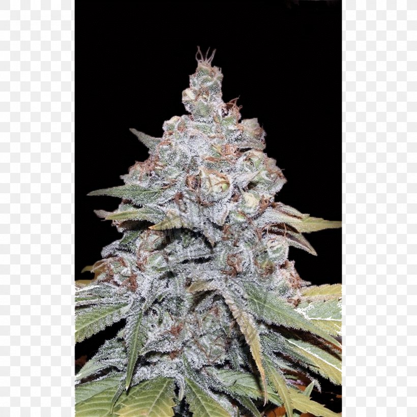 Cannabis Sativa Marijuana Seed Hybrid Feminized Cannabis, PNG, 1000x1000px, Cannabis Sativa, Cannabis, Cannabis Ruderalis, Crop Yield, Cultivar Download Free