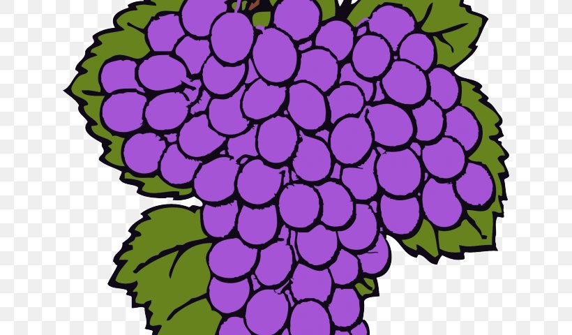 Common Grape Vine Wine Vitis Aestivalis Clip Art, PNG, 640x480px, Common Grape Vine, Berries, Curtain, Flora, Floral Design Download Free