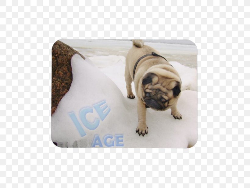 Pug Scrat Puppy Ice Age Saber-toothed Cat, PNG, 615x615px, Pug, Acorn, Breed, Carnivoran, Dog Download Free