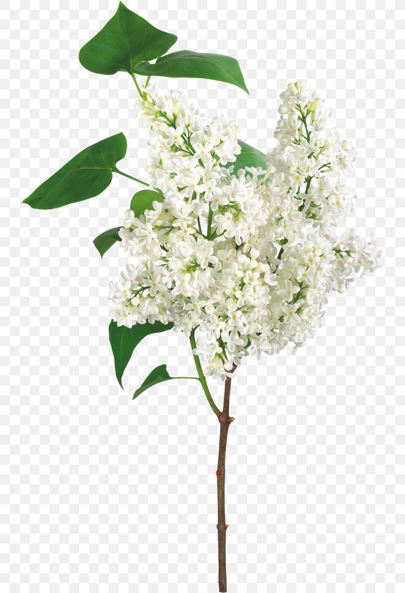 White Flower, PNG, 735x1200px, White, Branch, Color, Cut Flowers, Floral Design Download Free