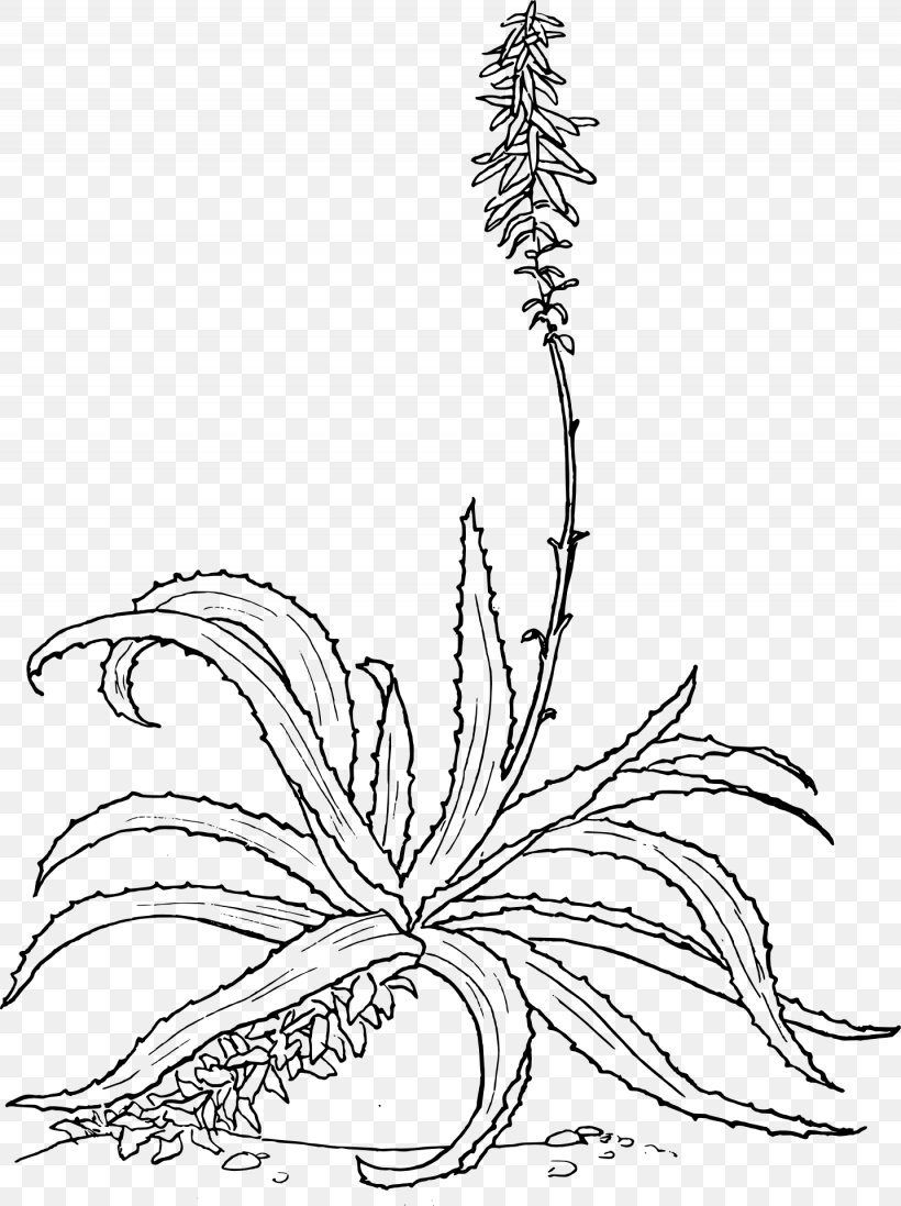 Aloe Vera Drawing Botanical Illustration Plant Aloe Arborescens, PNG, 1435x1920px, Aloe Vera, Aloe, Aloe Arborescens, Area, Art Download Free
