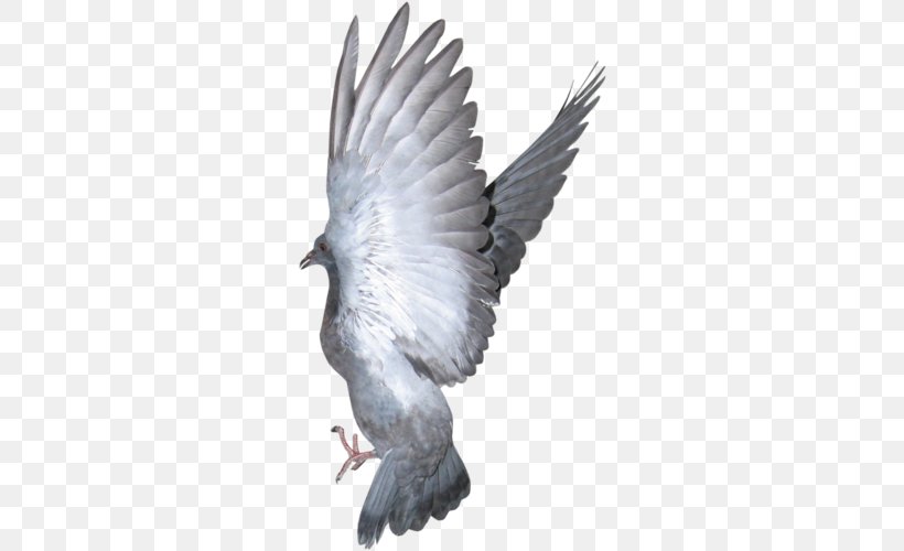 Bird Columbidae Beak Domestic Pigeon Bald Eagle, PNG, 500x500px, Bird, Bald Eagle, Beak, Bird Of Prey, Columbidae Download Free