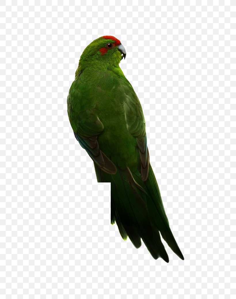 Budgerigar True Parrot Bird Red-crowned Parakeet, PNG, 809x1036px, Budgerigar, Beak, Bird, Common Pet Parakeet, Cyanoramphus Download Free