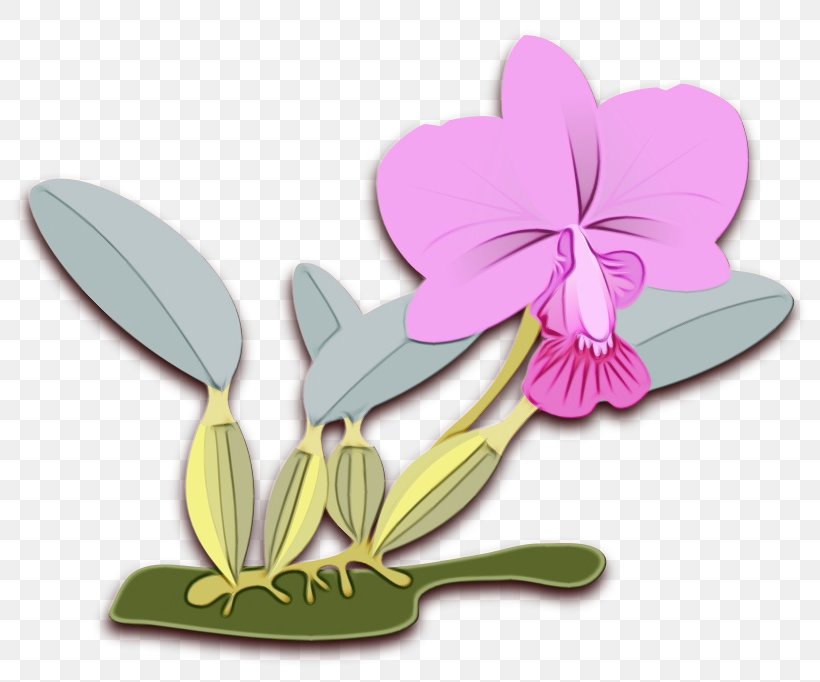 Flower Violet Plant Petal Clip Art, PNG, 800x682px, Watercolor, Cattleya, Flower, Flowering Plant, Paint Download Free