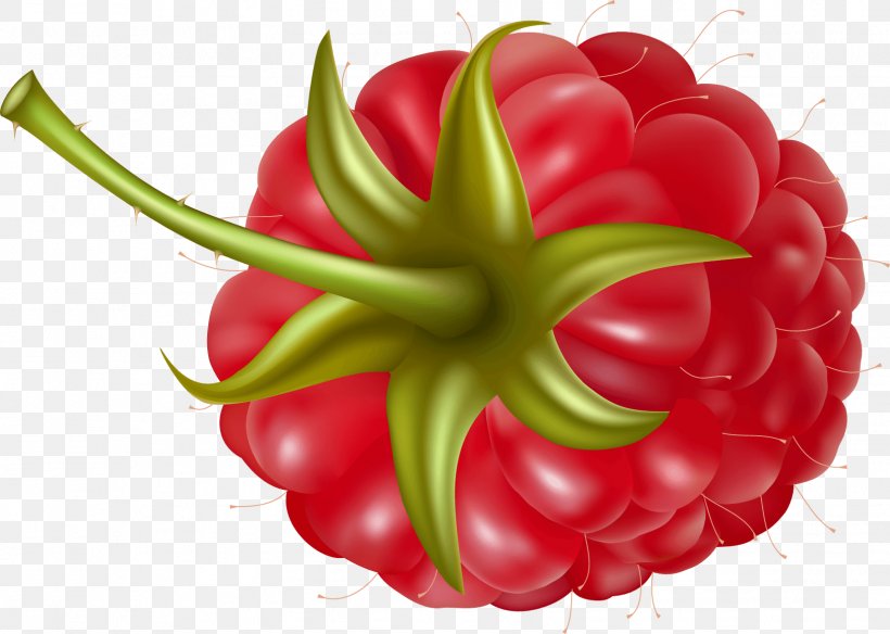 Raspberry Clip Art, PNG, 1627x1159px, Strawberry, Bell Peppers And Chili Peppers, Berry, Black Raspberry, Blueberry Download Free