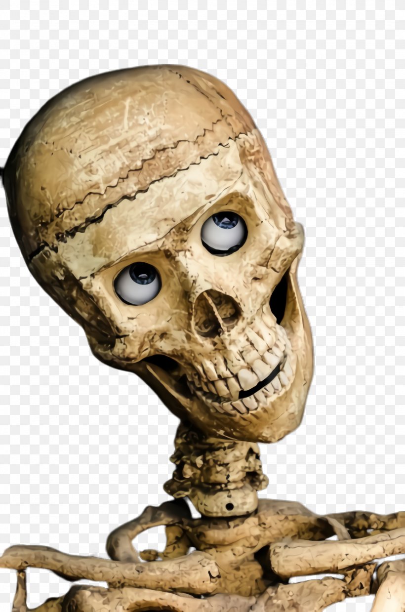 Skull Bone Head Skeleton Anthropology, PNG, 1628x2460px, Skull, Animation, Anthropology, Bone, Forehead Download Free