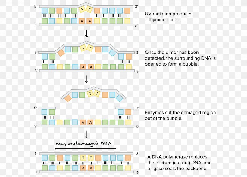 DNA Repair Wiring Diagram Nucleotide, PNG, 2550x1825px, Dna, Area, Base Excision Repair, Biology, Chemistry Download Free