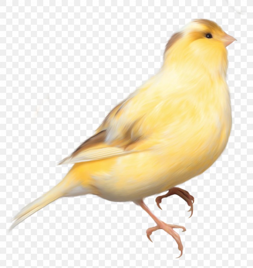 Domestic Canary Bird Parrot Finch, PNG, 1275x1348px, Domestic Canary, Atlantic Canary, Beak, Bird, Canary Download Free