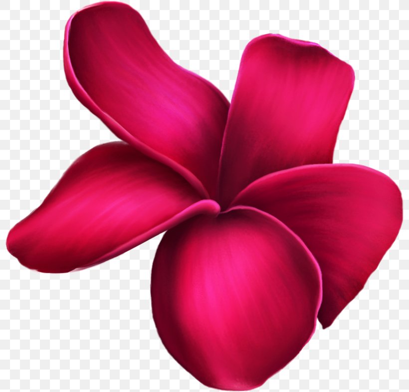 Flower Clip Art Garden Roses, PNG, 800x785px, 2018, Flower, Cut Flowers, Drawing, Garden Roses Download Free