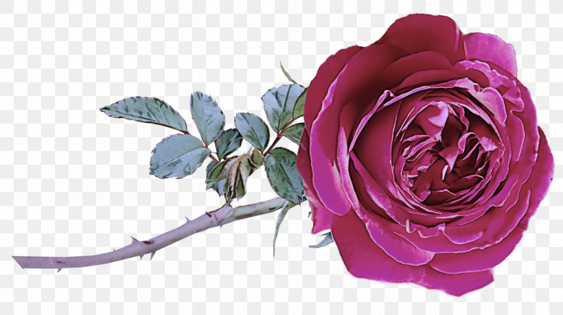 Garden Roses, PNG, 1280x718px, Cabbage Rose, Artificial Flower, Floribunda, Flower, Flower Garden Download Free