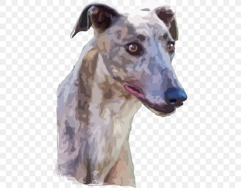 Lurcher Spanish Greyhound Whippet Polish Greyhound, PNG, 457x640px, Lurcher, American Staghound, Canidae, Carnivore, Dog Download Free