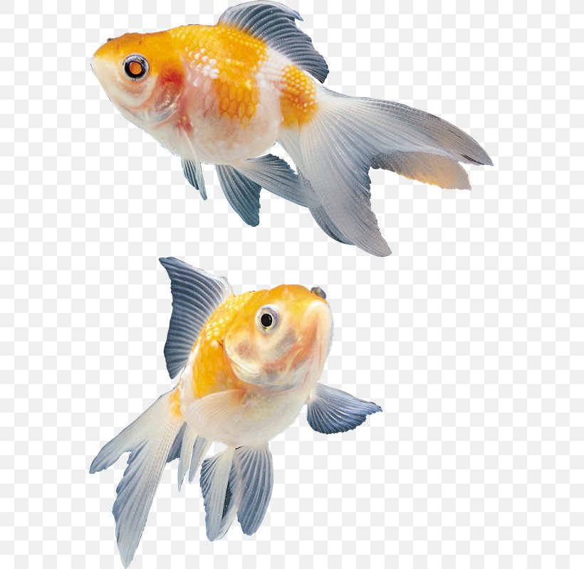 Ornamental Fish Image File Formats Clip Art, PNG, 569x800px, Ornamental Fish, Aquarium, Bony Fish, Feeder Fish, Fin Download Free