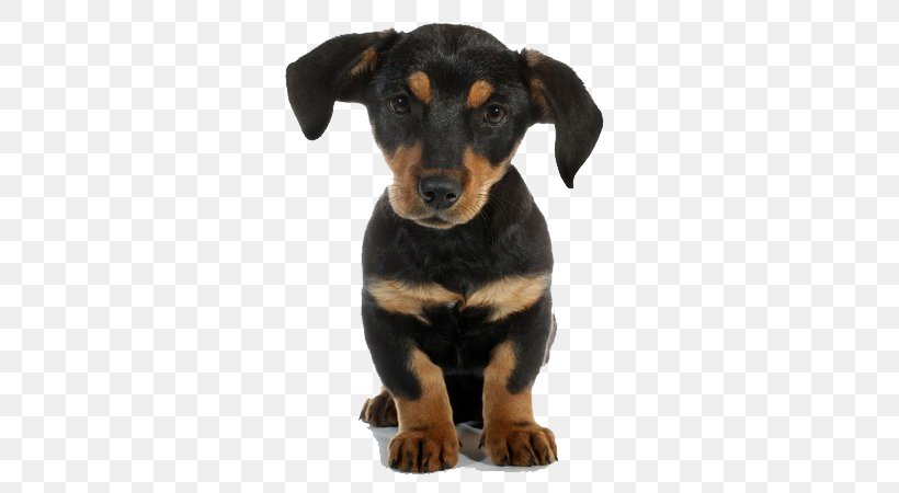 Rottweiler Osasco Scottsdale Ranch Animal Hospital Puppy Dr. Richard Stolper, PNG, 600x450px, Rottweiler, Animal, Arizona, Austrian Black And Tan Hound, Black And Tan Coonhound Download Free
