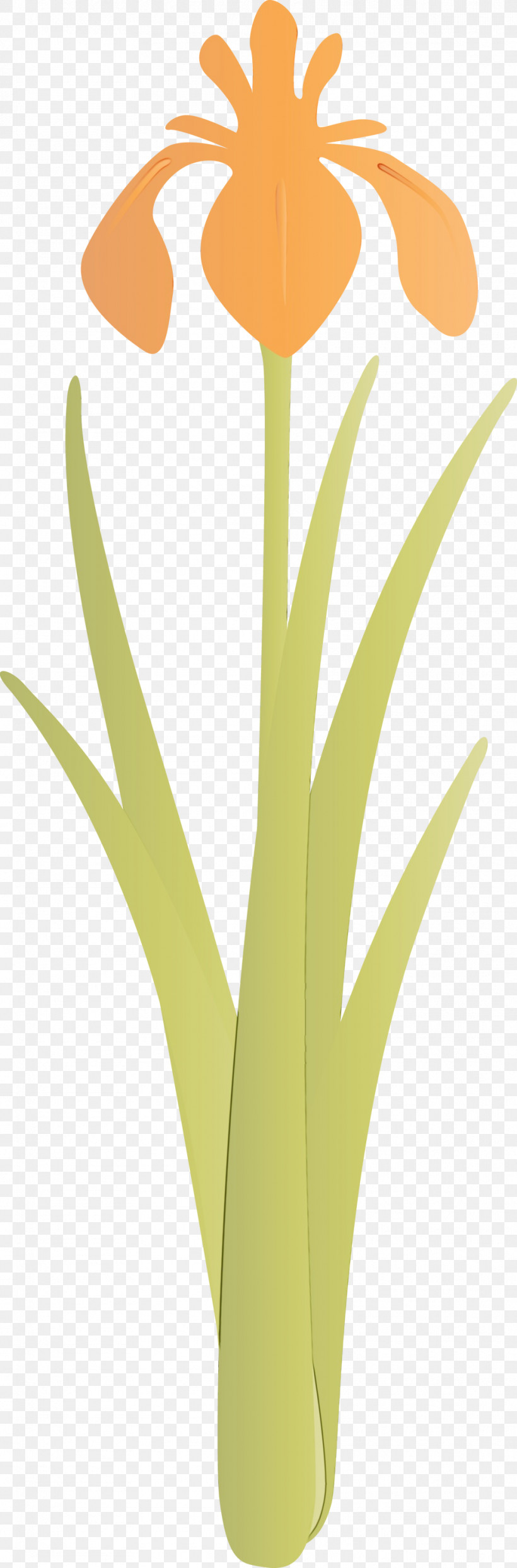 Yellow Leaf Plant Grass Family Flower, PNG, 988x3000px, Iris Flower, Flower, Grass, Grass Family, Leaf Download Free