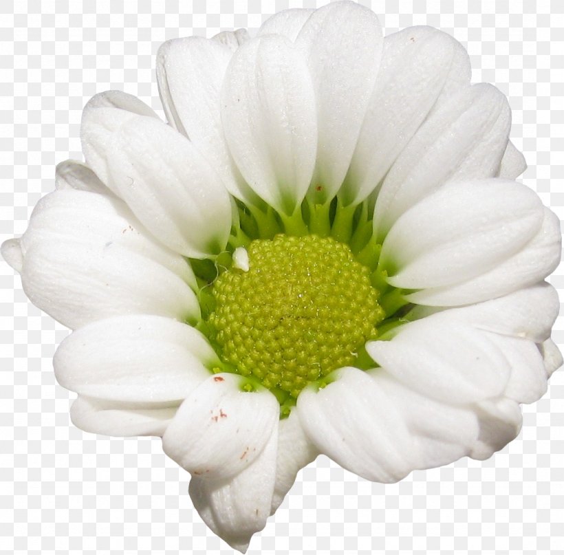 Flower Petal LiveInternet Daisy Family Diary, PNG, 1076x1060px, Flower, Chrysanthemum, Chrysanths, Color, Cosmetics Download Free