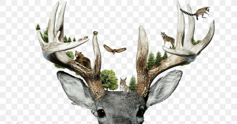 Parc Animalier De Sainte-Croix Reindeer Red Deer Antler, PNG, 1593x837px, Reindeer, Annonceur, Antler, Bear, Deer Download Free
