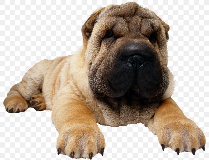 Shar Pei Puppy Yorkshire Terrier Bulldog West Highland White Terrier, PNG, 800x629px, Shar Pei, Bulldog, Carnivoran, Cat, Chew Toy Download Free