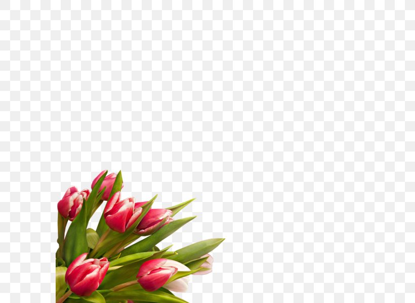 Tulip Digital Image Cut Flowers, PNG, 600x600px, Tulip, Bud, Computer Network, Cut Flowers, Digital Image Download Free