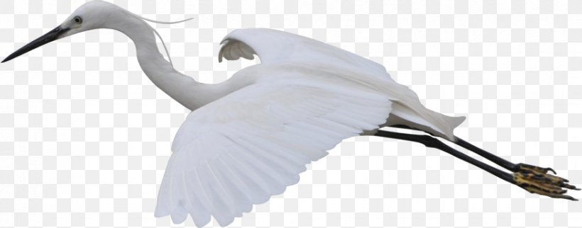 Crane Bird Flight White, PNG, 874x344px, Crane, Animal, Beak, Bird, Crane Like Bird Download Free