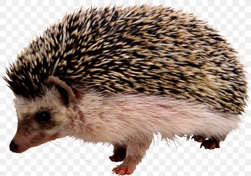 Hedgehog Rodent Porcupine Echidna, PNG, 1971x1383px, Hedgehog, Domesticated Hedgehog, Echidna, Erinaceidae, Fauna Download Free