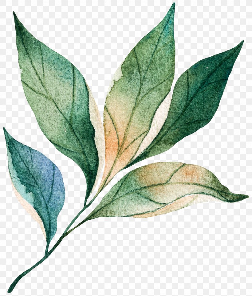 Watercolor Painting Design Image Vector Graphics, PNG, 2368x2780px, Watercolor Painting, Bay Leaf, Botany, Cartoon, Coca Download Free
