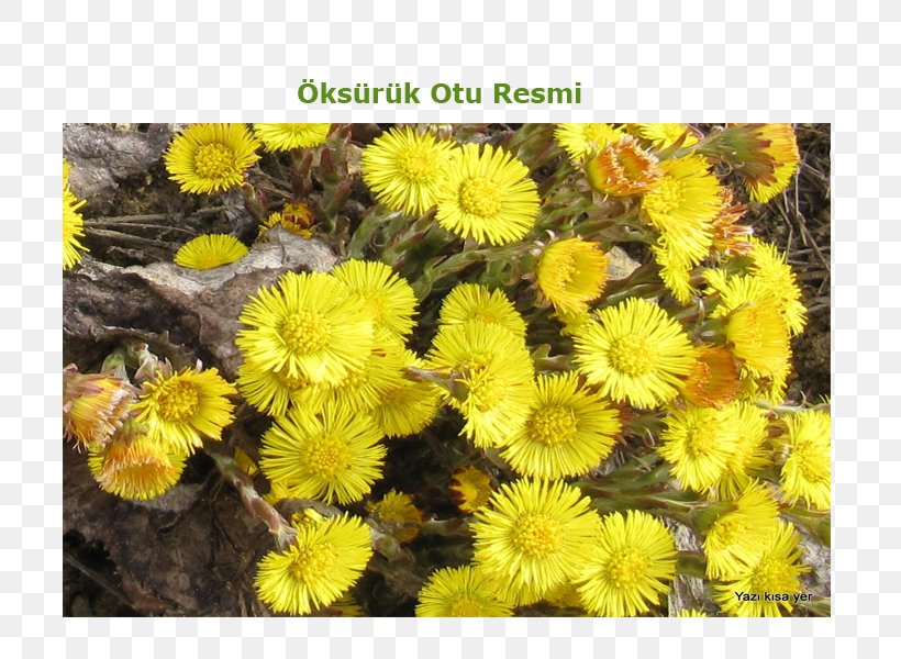 Chrysanthemum Dandelion Wildflower, PNG, 800x600px, Chrysanthemum, Annual Plant, Aster, Chrysanths, Daisy Family Download Free