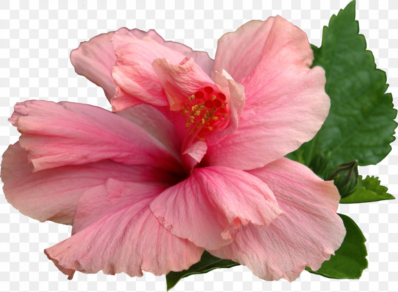 Common Hibiscus Flower Shoeblackplant Clip Art, PNG, 1200x882px, Common Hibiscus, Annual Plant, Azalea, China Rose, Chinese Hibiscus Download Free