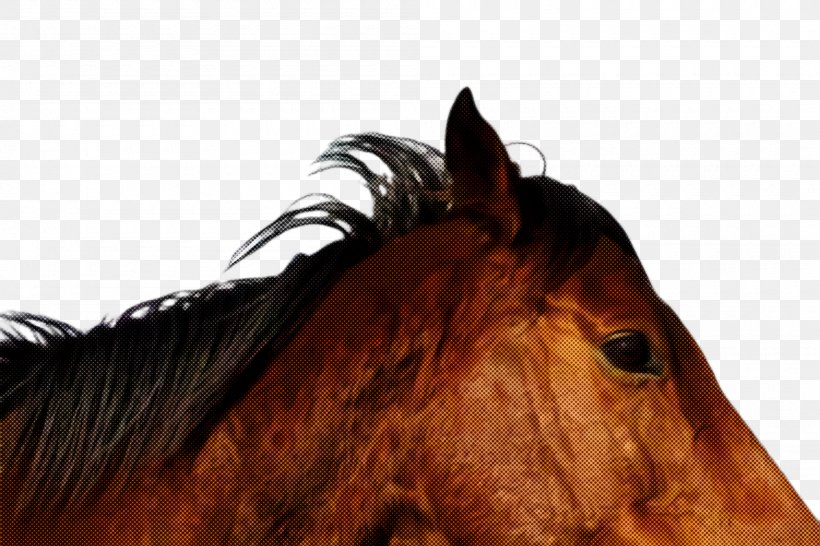 Horse Hair Mane Sorrel Head, PNG, 2000x1332px, Horse, Hair, Head, Mane, Mare Download Free